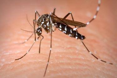 Suman 7 personas muertas por dengue en Guerrero