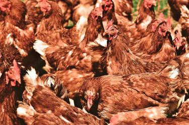 Hombre compra por error en internet mil gallinas