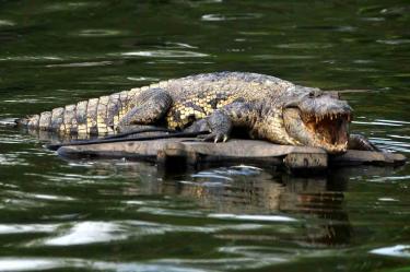 Pescador sobrevive a ataque de cocodrilo en Oaxaca