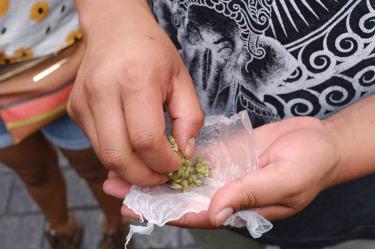 Senado regulará en 2020 uso lúdico de la mariguana