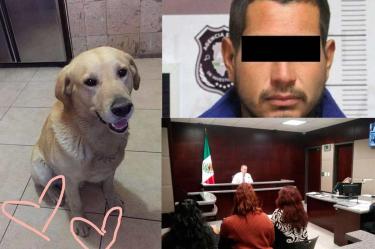 Erick apuñaló a 'Rocko', un perro labrador; ya fue detenido