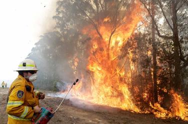 Incendio forestal, Australia, Koalas, Canguros, Animales, Seguridad, Calor, Clima, Cambio climático, Medio ambiente, Seguridad, Protección Civil