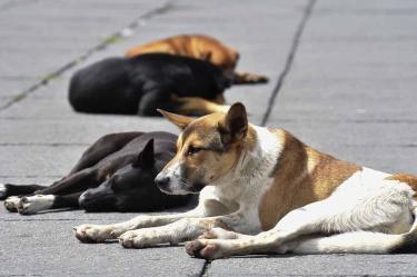 Plantean propuestas sobre Ley de Protección Animal en CDMX