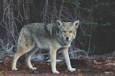 New Hampshire en alerta por ataques de coyotes con rabia