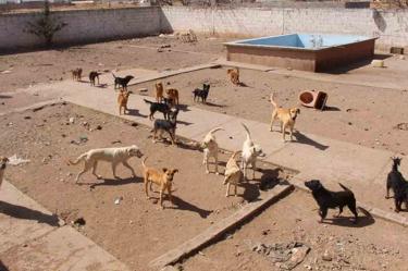 Indagan presunto rastro clandestino de perros en Chihuahua 