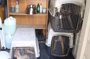 Acusan maltrato animal en Cámara de Diputados