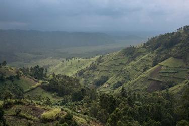 Asesinan a 18 personas en santuario de gorilas en el Congo