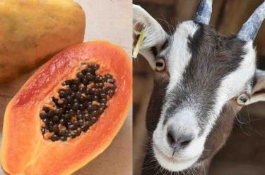 Hacen prueba de coronavirus a papaya y cabra... ¡dieron positivo!