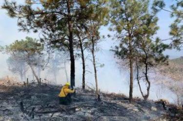 Incendios forestales no ceden, reportan 70 en 16 estados