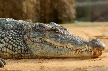 Ancestros de cocodrilos habrían caminado en dos patas, según estudio