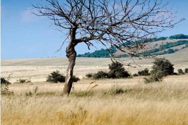 México en el Top 5 de AL con mayor pérdida de bosques en 2019