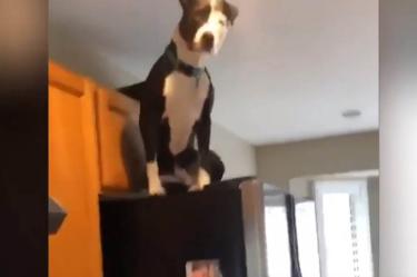 Conoce a Mako, el perrito que actúa como gato y escala muebles