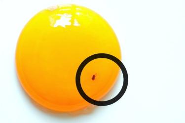 ¿Se pueden comer los huevos con manchas de sangre? 