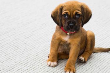 Si tienes perros en casa sabrás lo difícil que es regañarlos, son tan adorables que resulta imposibles ponerlos en su lugar. Foto: Pixabay