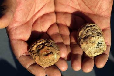 Hallan cerámicas estampilladas de hace 2 mil 700 años en Jerusalén
