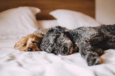 ¿Duermes con tu perrito? Esta información te interesa
