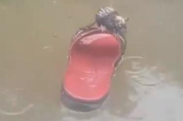 Captan a rata flotando sobre chancla tras paso del huracán ‘Hanna’