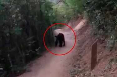 Oso, Animales, Hábitat, Naturaleza, Ambiente, Basura, Contaminación, Monterrey, Nuevo León, Reglamento, Convivencia, Seguridad