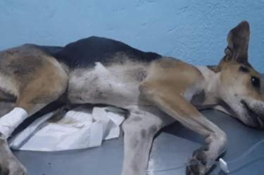 Vinculan a proceso a hombre que golpeó y violó al perro ‘Chuchito’