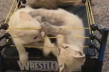 Compró ring de 'WWE' y gatitos se subieron a pelear... ¡tienes que verlo!