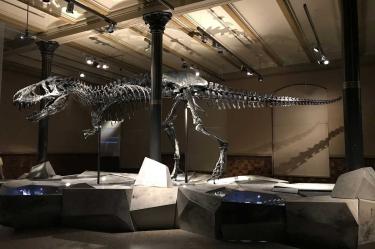 Subastan T-Rex en Nueva York; podría alcanzar 8mdd