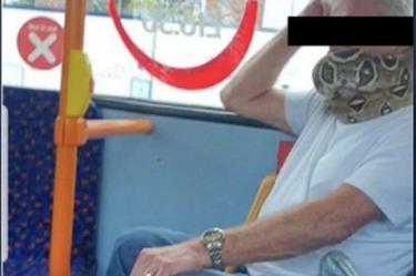 Hombre utiliza serpiente a modo de cubrebocas; se viraliza