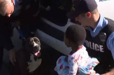Perrito callejero cuida a niño extraviado hasta encontrar a su papá