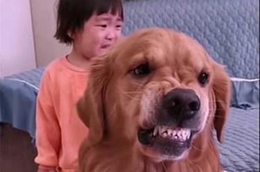 Perrito defiende a niña de los regaños de su mamá