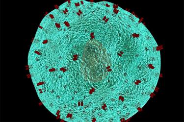 Los hallazgos, publicados en la revista 'Science Translational Medicine', abren la posibilidad de usar medicamentos que imitan los virus para superar la resistencia a la inmunoterapia en tumores.