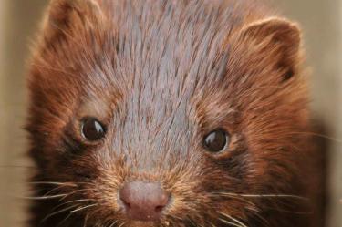 Dinamarca identifica 200 casos de Covid vinculados a la mutación de los visones 
