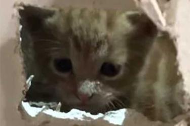 Bomberos usan alta tecnología para rescatar a... gatito