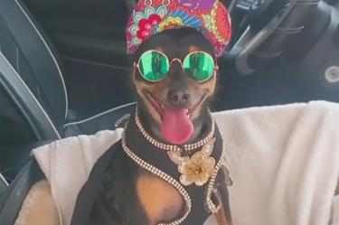 Este perrito fue adoptado por una mujer, ahora tiene un gran guardarropa.