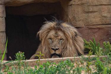 Se contagian 4 leones de covid en zoológico de España