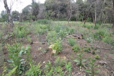 Clausuran predio en Tlalnepantla donde tumbaron pinos y encinos para sembrar nopal. Foto: especial