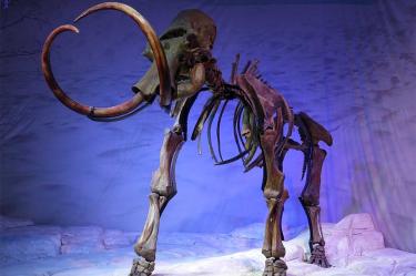 Rusia busca virus prehistóricos en tejidos de animales del Paleolítico