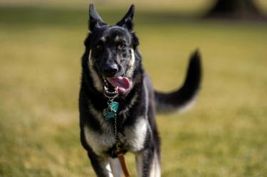 Reportan que perro de Biden fue sacado de la Casa Blanca por mordelón