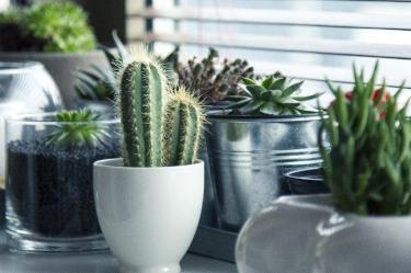 Universidad descubre cómo comunicarse con las plantas