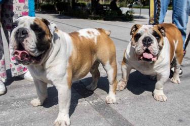 Prohiben hacer tatuajes y piercings a los animales en CDMX