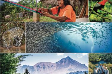Muchas áreas protegidas se encuentran cada vez más aisladas, lo que altera procesos ecológicos naturales e interrumpe el flujo genético, indispensable para poblaciones de especies saludables.