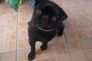 Jaden busca a 'Loki' su perrita pug color negra, extraviada en la alcaldía Tlalpan. / Foto: captura video.