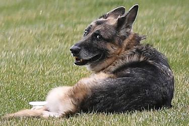 Los Biden están de luto: muere su perro 'Champ', amigo por 13 años