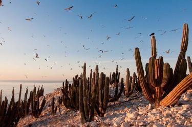La mayor afectación en el Golfo de California se ha dado en la región continental/IPN