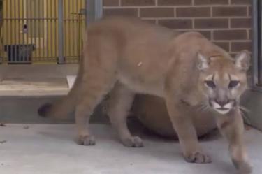 Rescatan a un puma de una casa en Nueva York