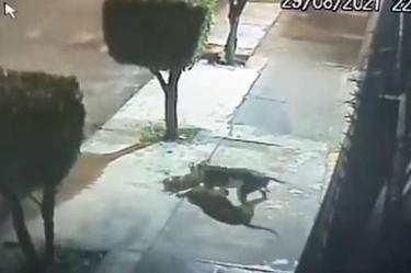 Una vez que el dueño controla a su perro, observa al animal más pequeño y lo patea junto a un árbol, donde lo abandona. Foto: Captura del video