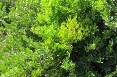 Bacterias parásitas aplican un mecanismo de manipulación para retrasar el envejecimiento de las plantas que podría ofrecer nuevas formas de proteger los cultivos amenazados por enfermedades.