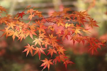 En punto de las 14:21 horas inicia equinoccio de otoño/Pixabay