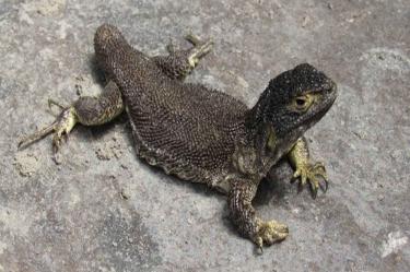 La lagartija se caracteriza por tener un color gris oscuro en el dorsal de la cabeza, escamas palpebrales de color amarillo pálido en el caso de las hembras de la especie y manchas en forma de líneas transversales delgadas y curvas posteriores en forma de ocelos.