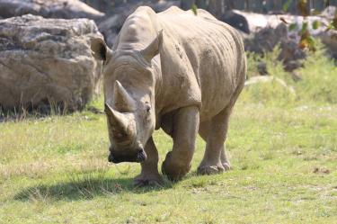 Muere 'Toby', el rinoceronte blanco más viejo del mundo, en zoológico de Italia