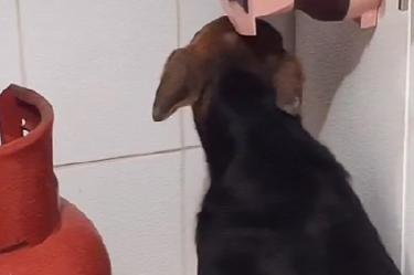Esta perrita temblaba del susto por los fuegos artificiales de Navidad. Foto: Captura de pantalla
