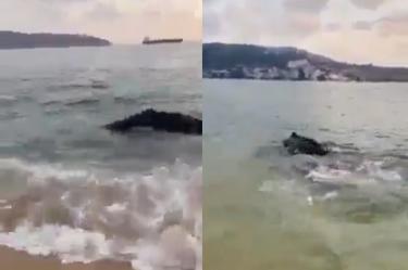 Turistas ayudan a ballena bebé que quedó varada en bahía de Acapulco